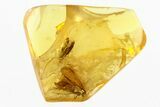 Two Fossil Caddisflies and Phoretic Mite In Baltic Amber #292400-1